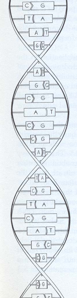 D.N.A. molecule