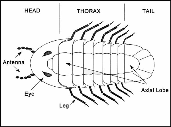 Pill Bug Body Parts Sketch Coloring Page